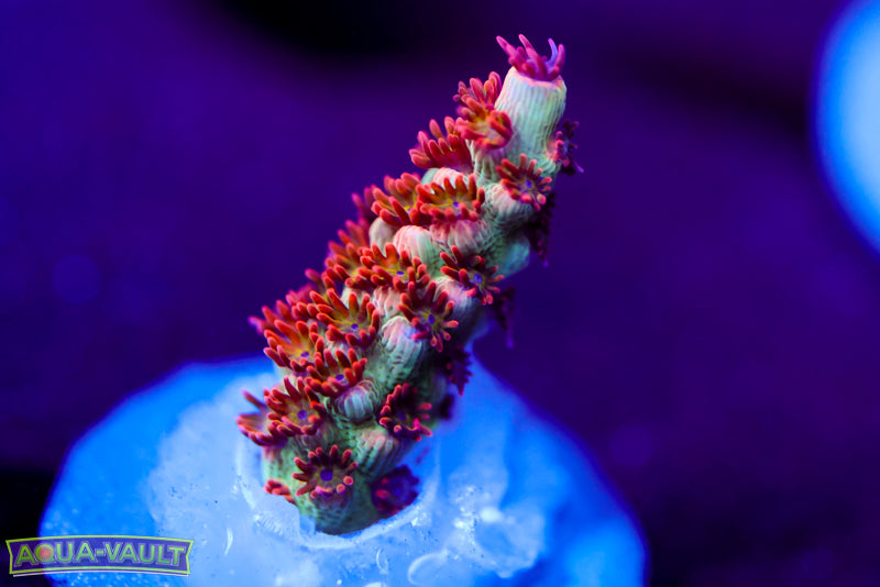 Raising Reef Strawberry Short Cake Acro