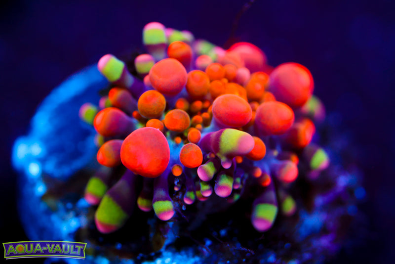 CV Animal Bean Bag Bounce Mushroom Yuma