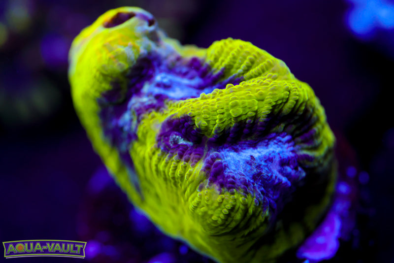 Court Jester Platygyra 1