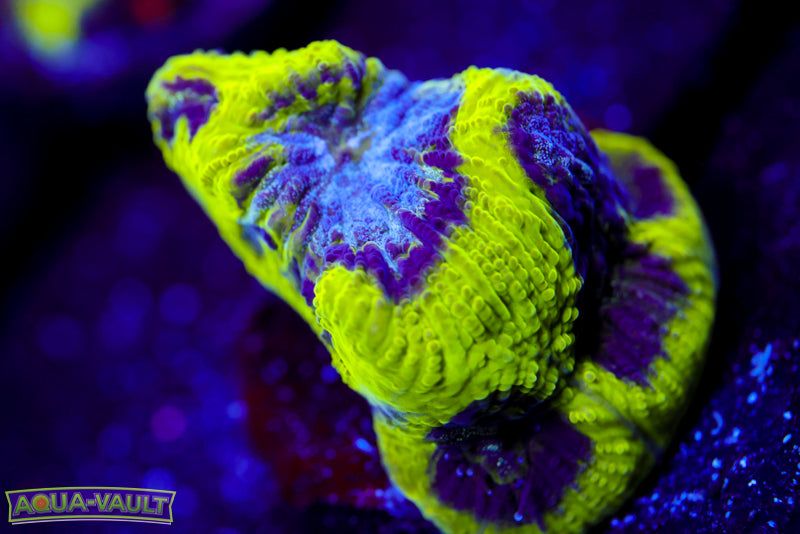 Court Jester Platygyra 2