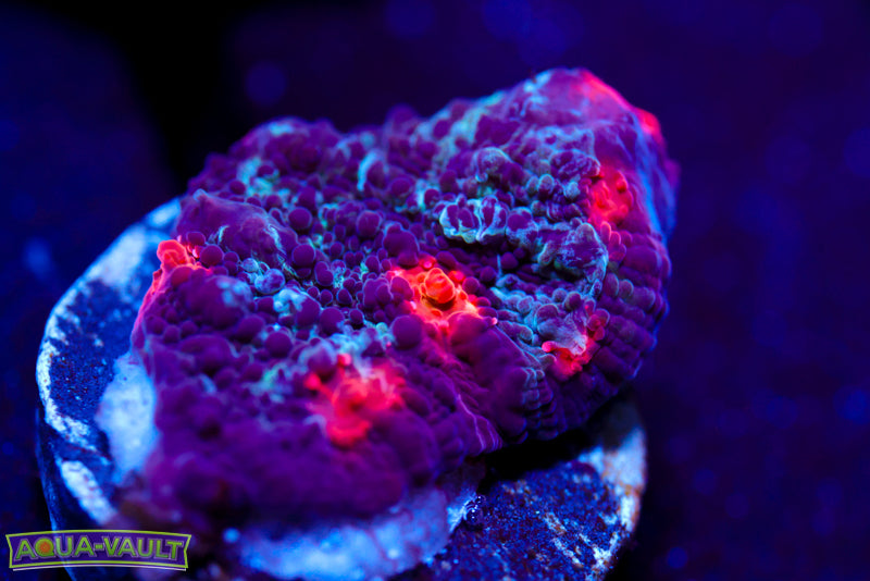 Cold Fusion Chalice 1