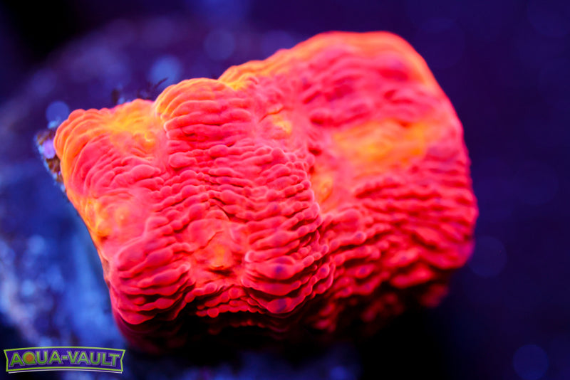 CB Flaming Bugatti Chalice