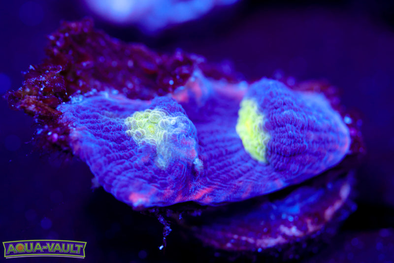 Agent Mulder Chalice