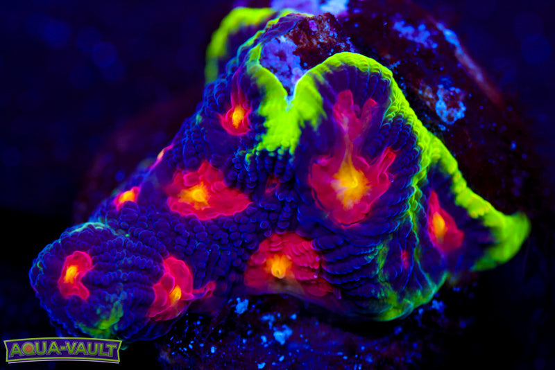 JF Alien Antivenom Favia 1