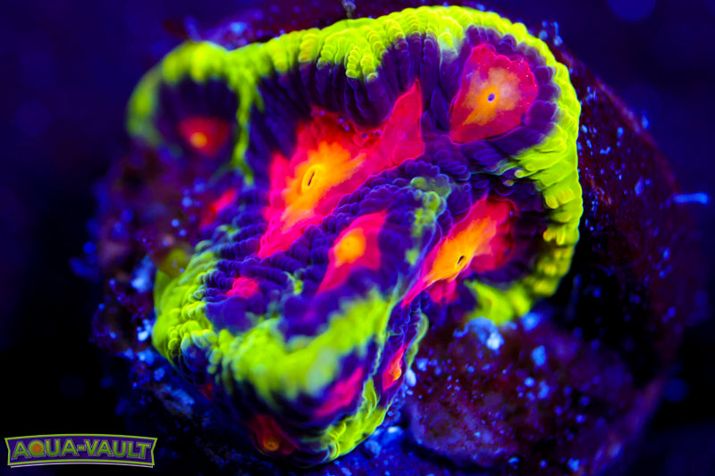 JF Alien Antivenom Favia 2