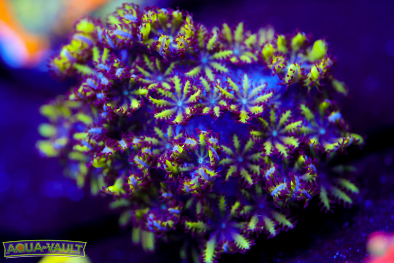 Blue Green Sympodium