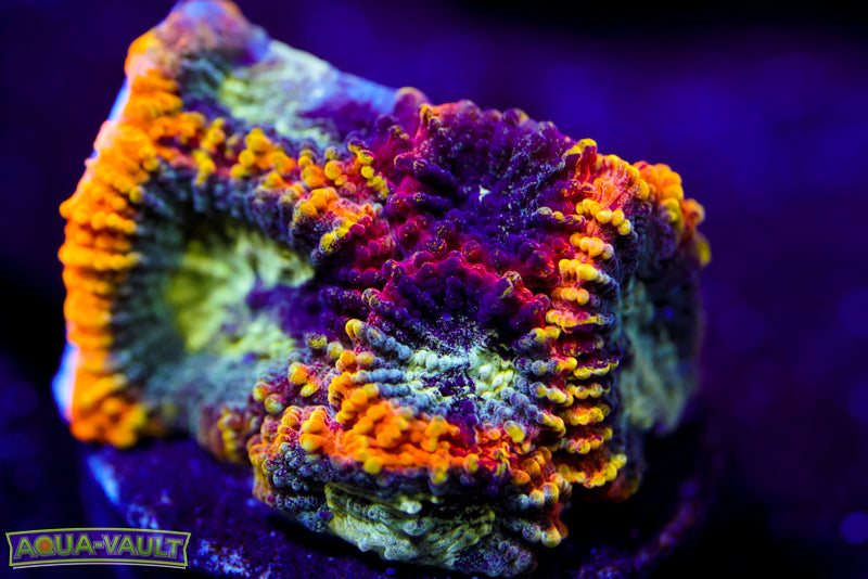 Yellow Submarine Favia 1