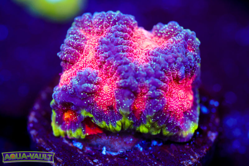 CV Rainbow Venom Favia