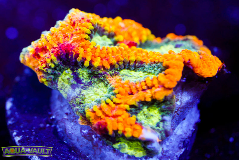 Yellow Submarine Favia 2