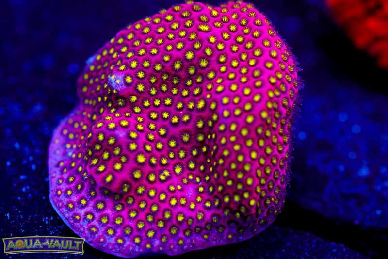 Electric Daisy Stylocoeniella 1