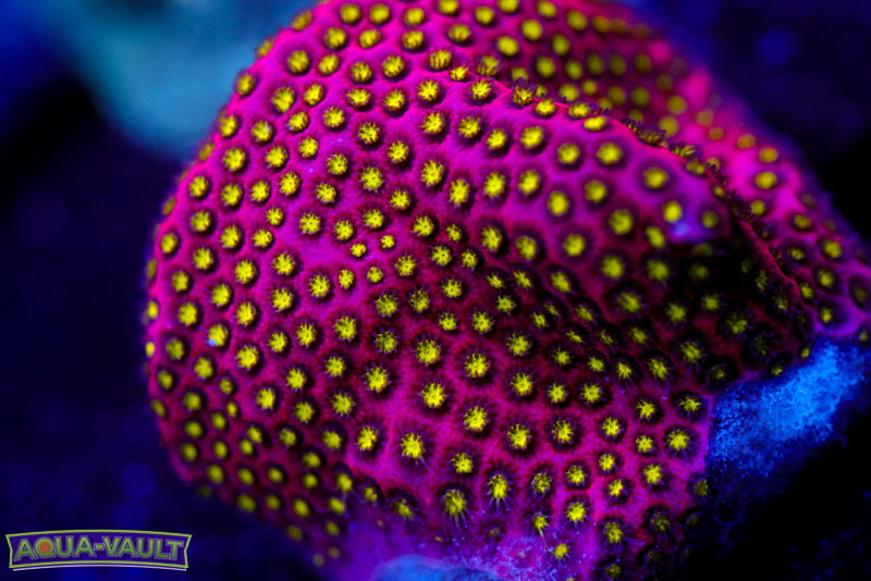 Electric Daisy Stylocoeniella 2