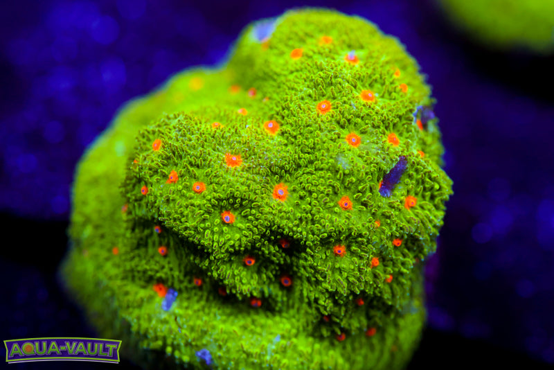 Autumn Harvest Psammocora 1