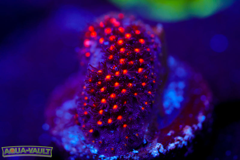 JF Space Jam Stylocoeniella