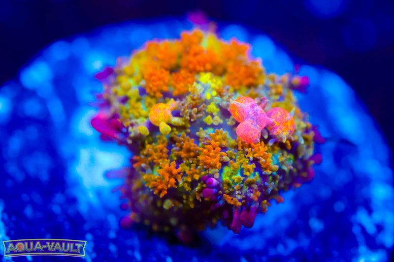 Bouncing OG Gonzo's Golden Dragon Mushroom