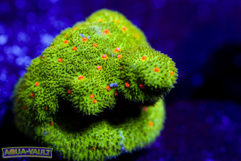 Autumn Harvest Psammocora 2