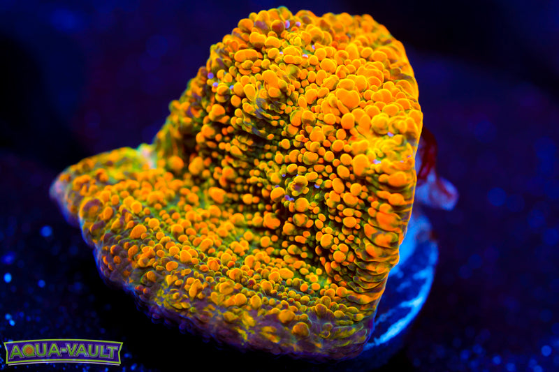 WWC Stellaria Chalice