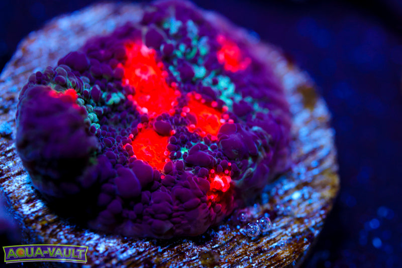 Cold Fusion Chalice 2