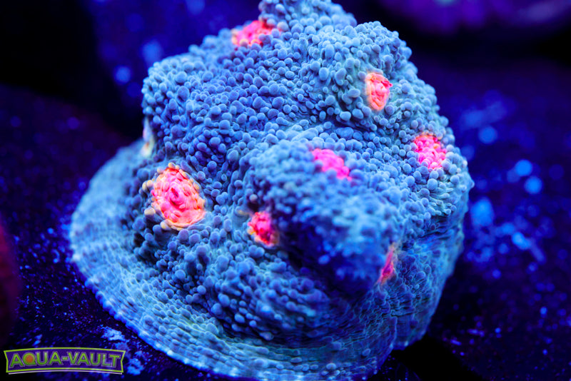 Miami Hurricane Chalice