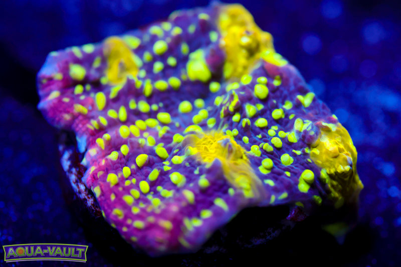 CV Nekrit Expanse Chalice