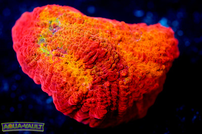 ARC Ludicrous Chalice