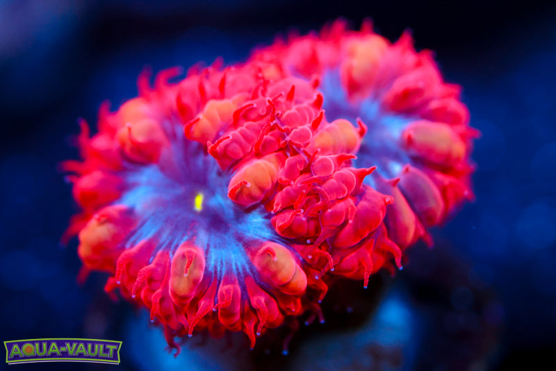 Superman Blasto Merletti 2