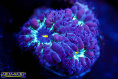 Black Raven Blasto Merletti 1