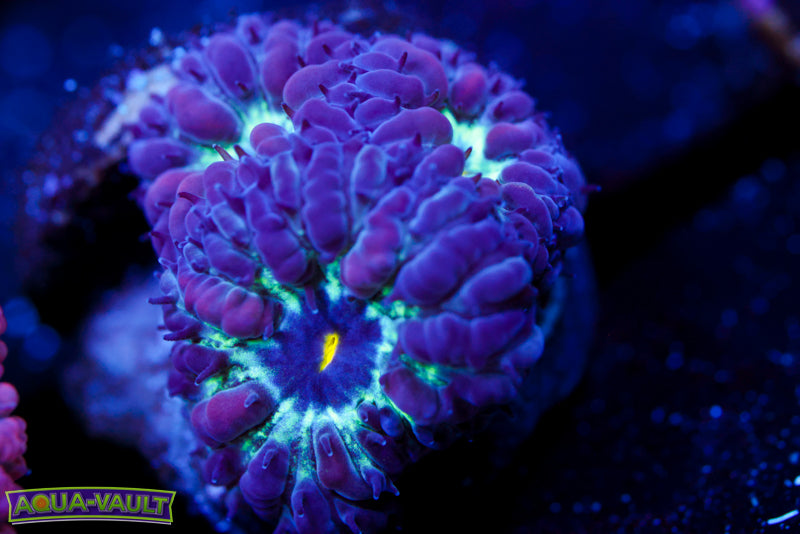 Black Raven Blasto Merletti 1