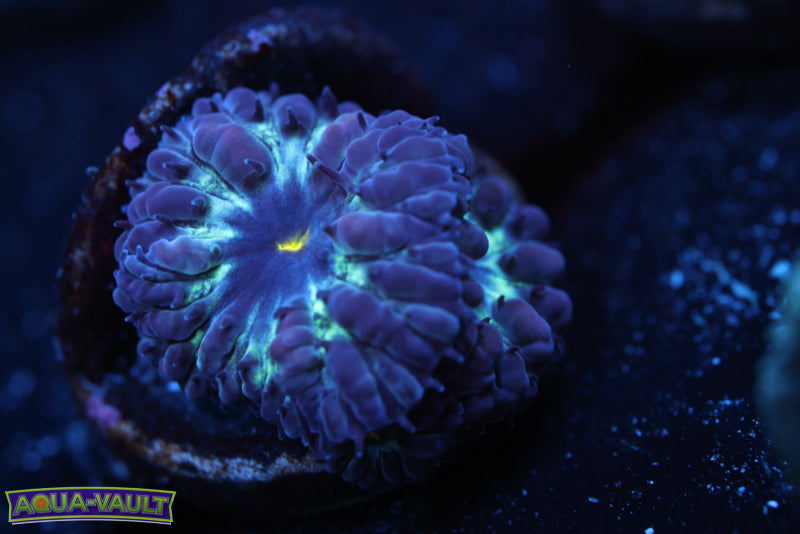 Black Raven Blasto Merletti 2