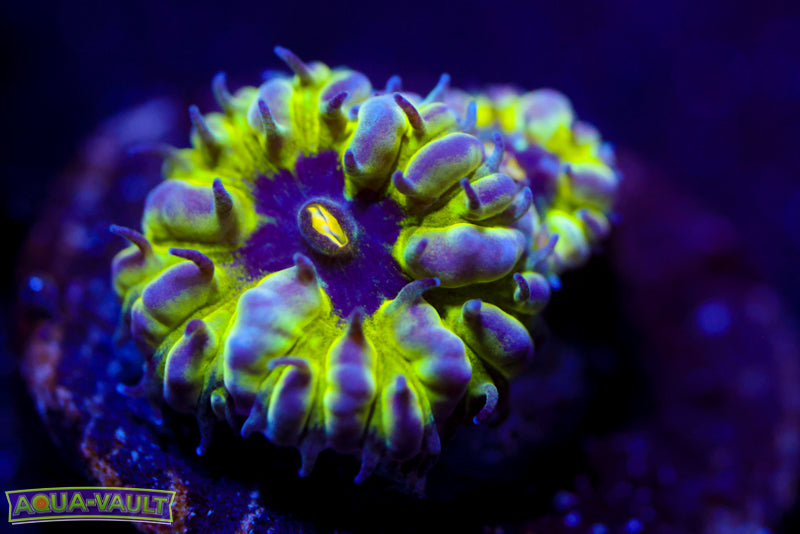 Master PPE Blasto Merletti 1