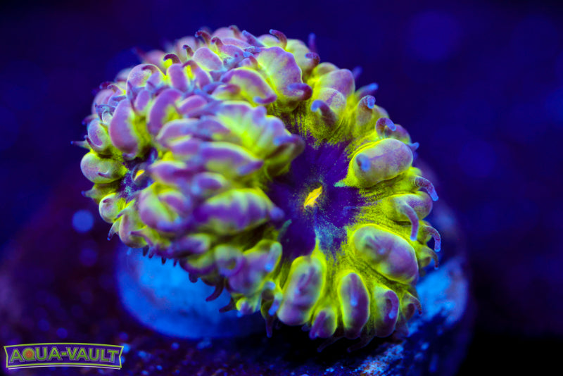 Master PPE Blasto Merletti 2