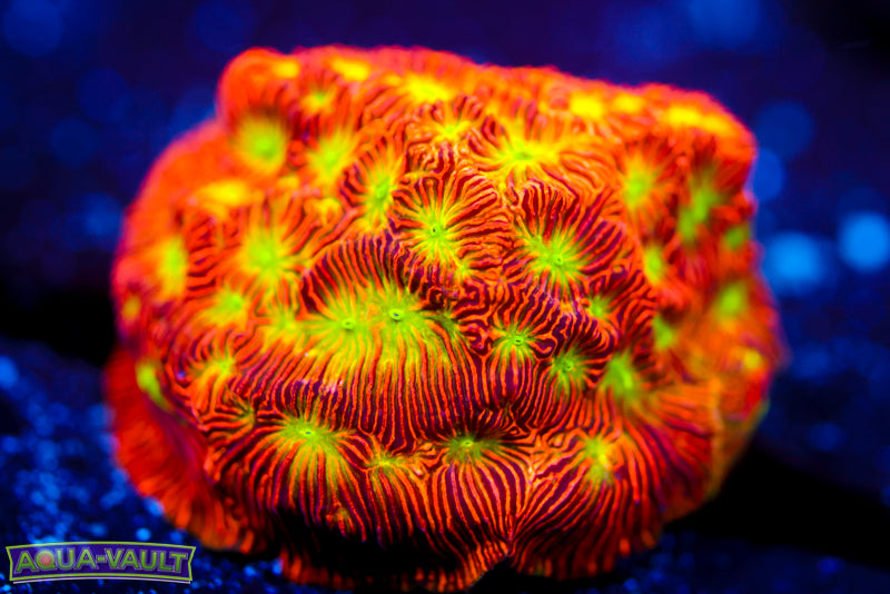 JF Jack O'Lantern Lepto