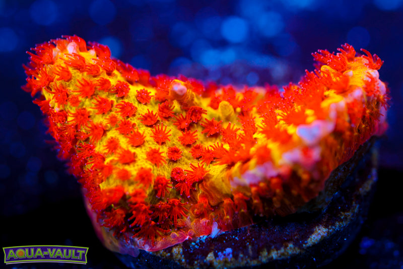 JF Burning Banana Stylocoeniella 1