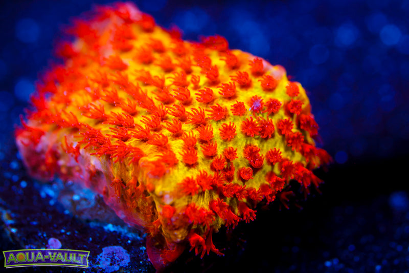 JF Burning Banana Stylocoeniella 2