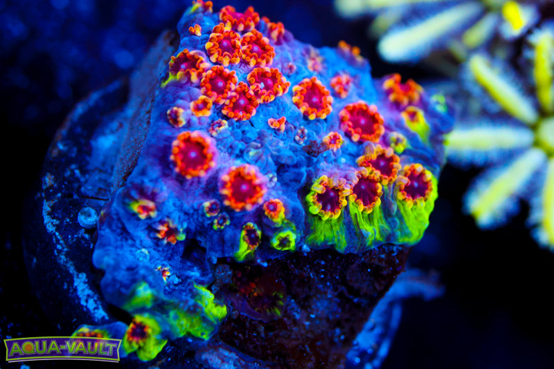 Skittles Bomb Cyphastrea 1