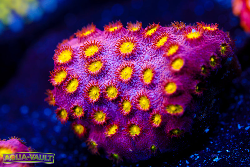 Bling Bling Cyphastrea 1