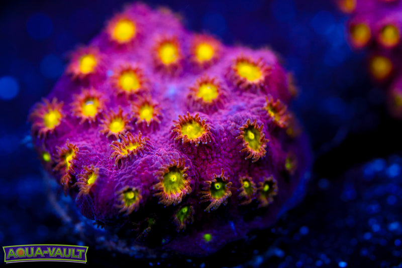 Bling Bling Cyphastrea 2