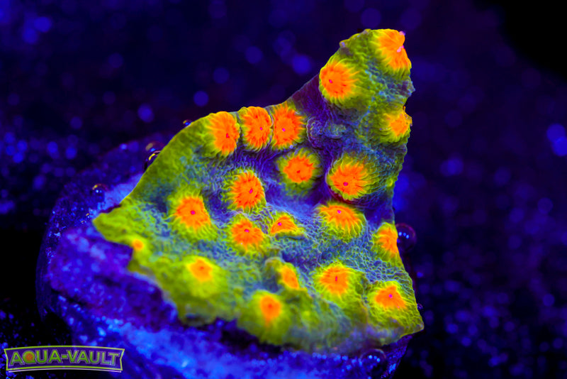 Buzz Lightyear Cyphastrea