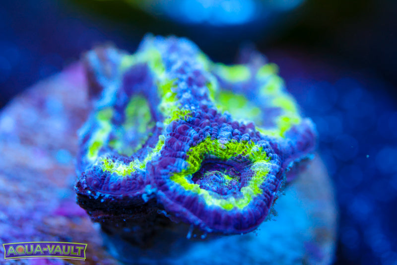 Alien Eye Acan