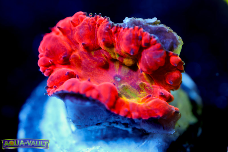 WWC Rainbow Blasto 1