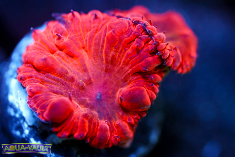 WWC Rainbow Blasto 2