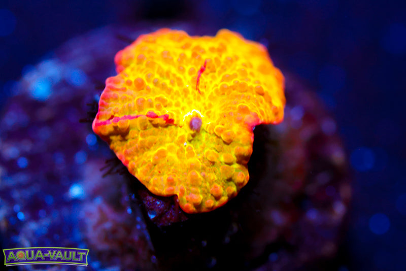 OG Jawbreaker Disco Mushroom