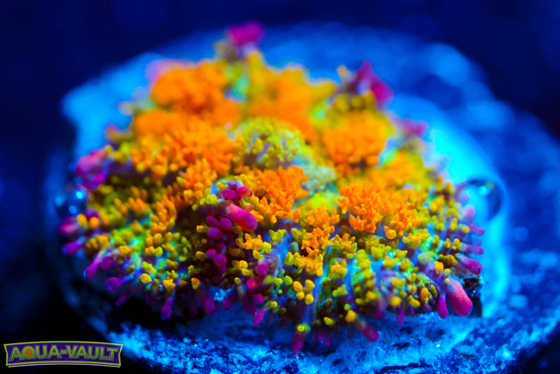 OG Gonzo's Golden Dragon Bounce Mushroom