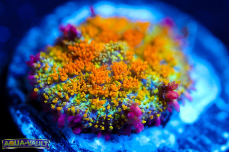 OG Gonzo's Golden Dragon Bounce Mushroom