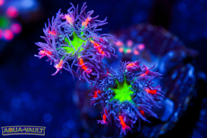 Big R Fireworks Clove Polyp