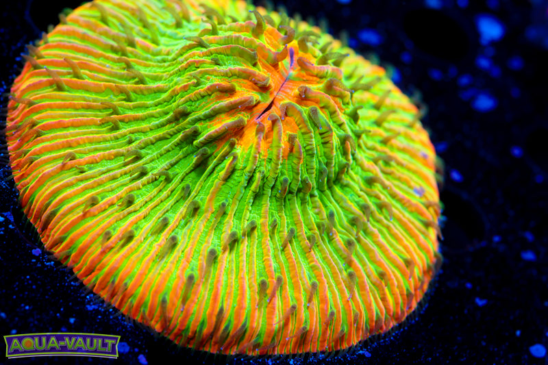 Tropical Sunset Master Plate