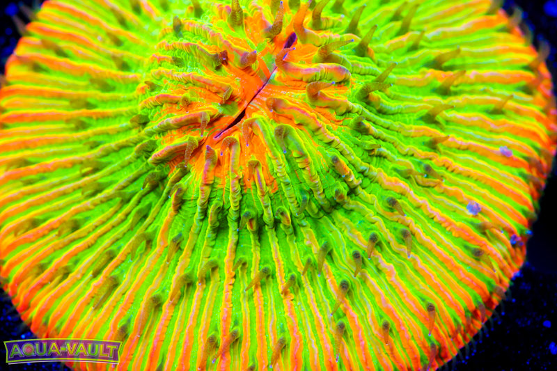 Tropical Sunset Master Plate