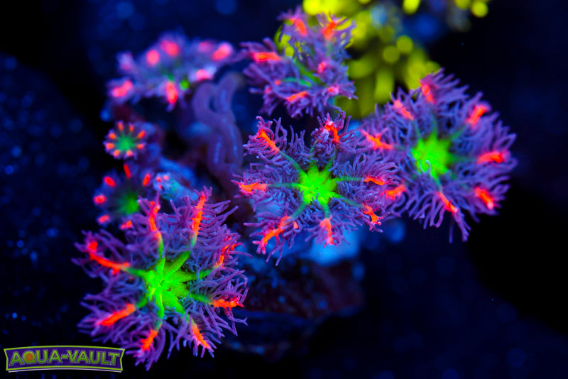 Big R Fireworks Clove Polyp Mini Colony