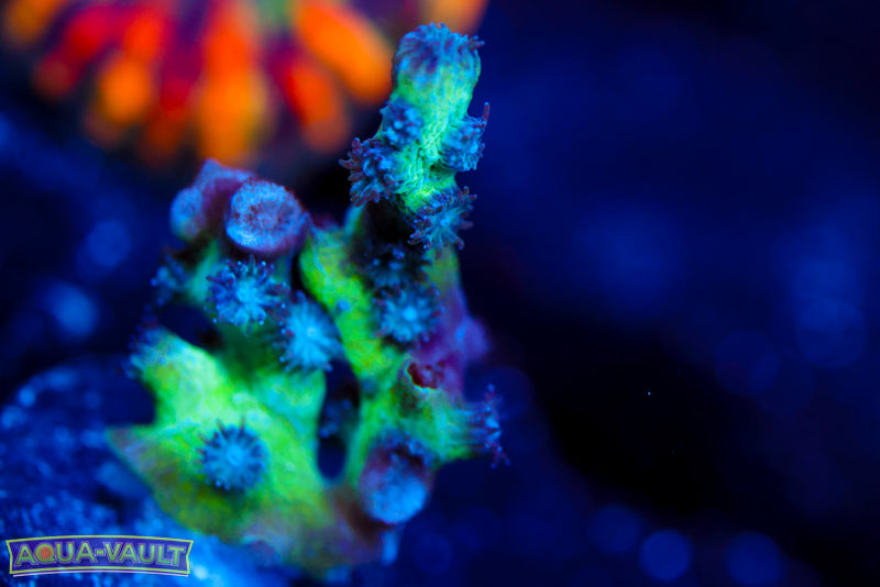 Blue Branching Cyphastrea 1