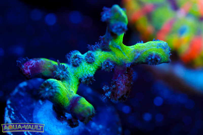 Blue Branching Cyphastrea 2