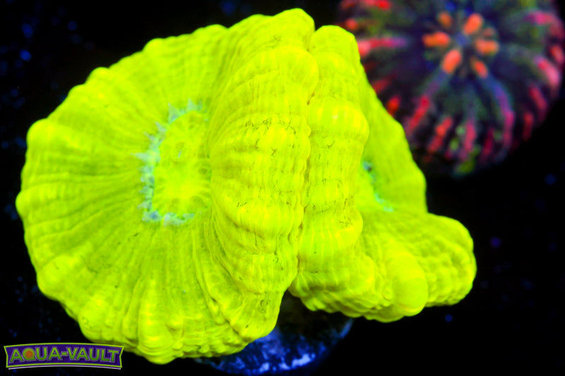 Kryptonite Candy Cane Coral 1